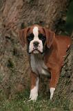 BOXER 432